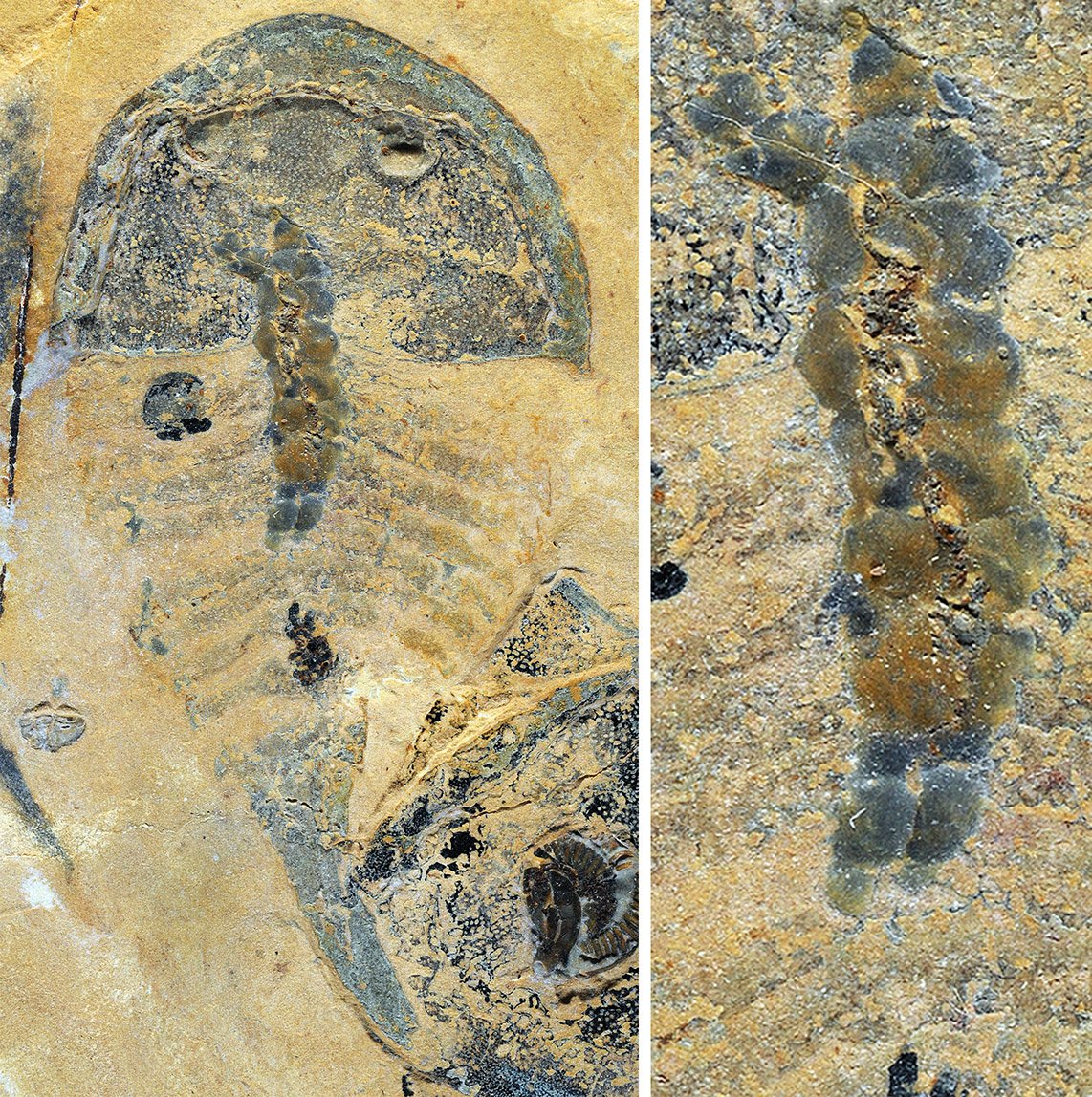 PlLife2's tweet photo. #FossilFriday The aglaspidid Beckwithia typa and its gut glands from the Cambrian #WeeksFormation of Utah. https://t.co/ObfVNDC0Ps https://t.co/2nHtHsuAoD