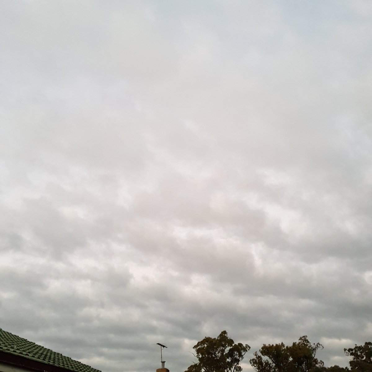 dockerjo1960's tweet photo. Eagerly waiting for his walk. Sunset through the trees. Moon peeking from behind the clouds. Covered in a cloud blanket. #teddyswalk #sunset #peekingmoon #cloudblanket #perth https://t.co/5vAR8wK4p9