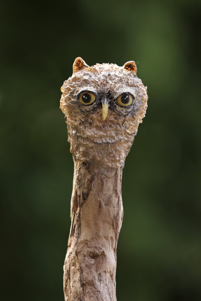 Faerenature's tweet photo. A customer ordered an Owl Talking Stick and eventually the right stick presented itself to me. This little Owl Stick is now winging his way to someone special. Sculpted from Dorset Driftwood and Cold Porcelain https://t.co/wjM2RTYTs0 #wand #handmade #Owl https://t.co/rzApHmWore