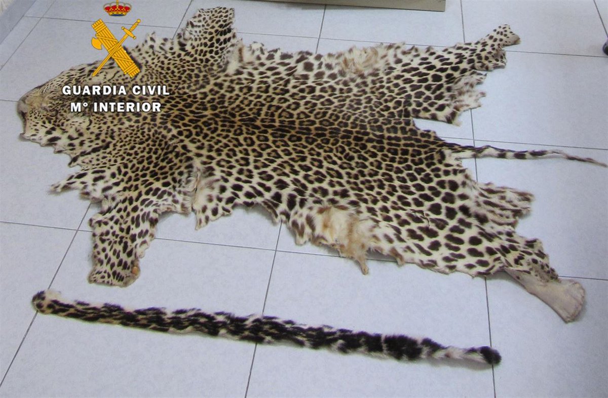 guardiacivil's tweet photo. Te gustaría tener una alfombra como la de la fotografía, seguro que no,y más si sabes que hace poco ese animal tenía vida.

Recuerda: Si compras pieles de animales en peligro de extinción colaboras para que los sigan matando Si tú no compras👉 No venden👉 No trafica👉 No matan https://t.co/9zHr9CW0kv
