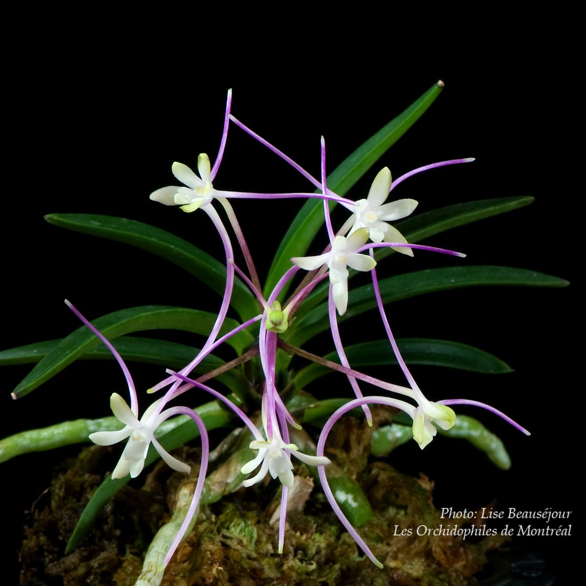 OdMorchid's tweet photo. #Neofinetia Mangekyo
#Orchidée d'un membre OdM/ OdM member #orchid
#Photo #Pic #flower #fleur #mtl #qc https://t.co/yIYZmgkNbW