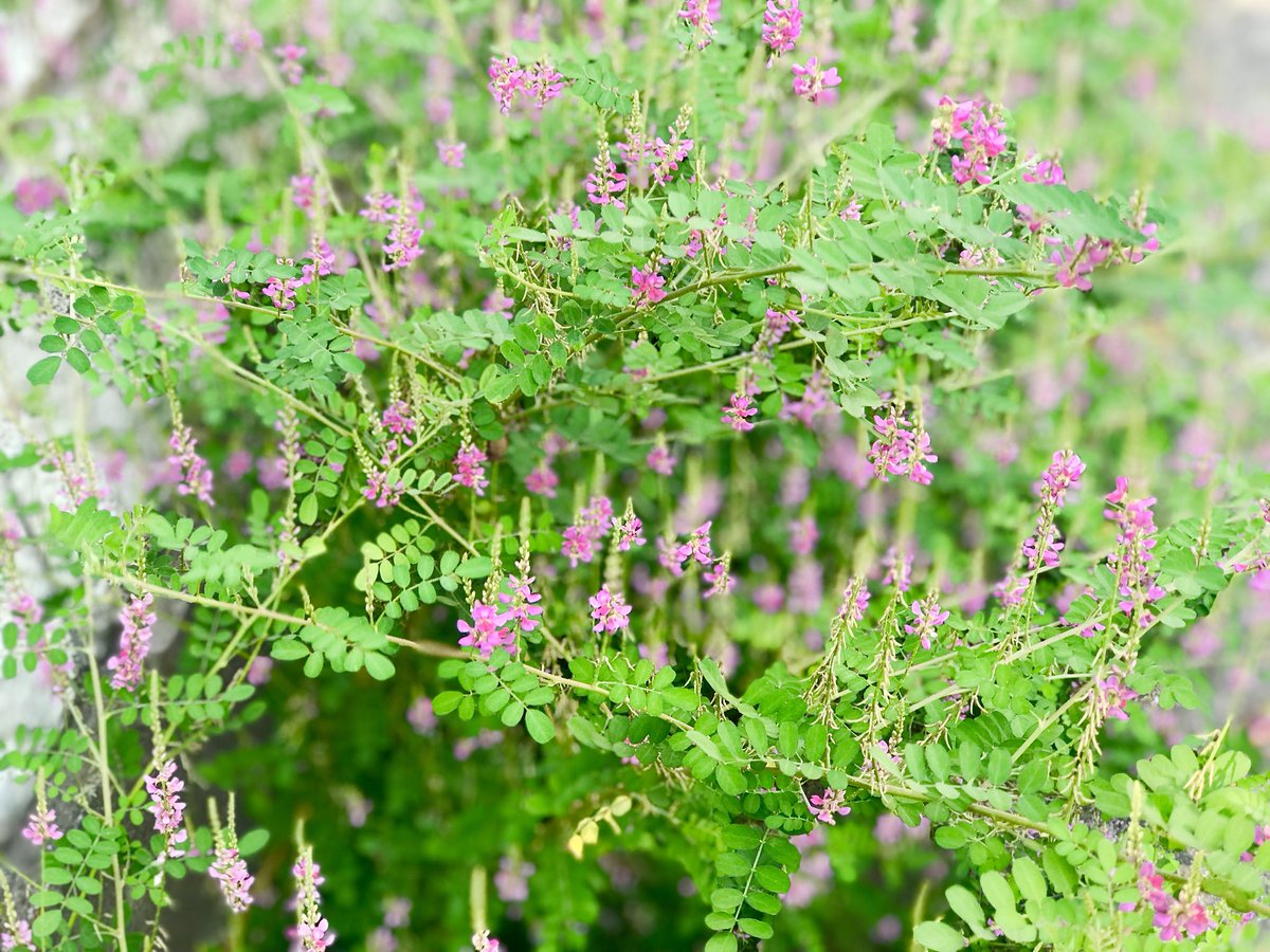 Yayoi ハギ 萩 Lespedeza 花言葉 思案