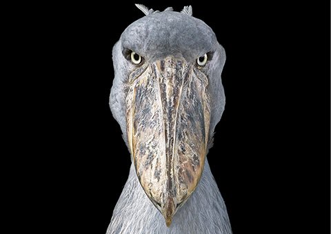 Tim Flach (@timflach) on Twitter photo How do we better connect humans with the natural world? It’s a critical question; our future depends on it. Thanks to Jonathan Baillie and <a href="/NatGeo/">National Geographic</a> nationalgeographic.com/magazine/2018/… How do we better connect humans with the natural world? It’s a critical question; our future depends on it. Thanks to Jonathan Baillie and <a href="/NatGeo/">National Geographic</a> nationalgeographic.com/magazine/2018/…