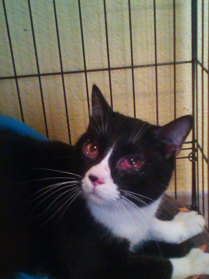especiesvet's tweet photo. La #conjuntivitis es una de las causas más frecuentes de atención oftalmológica de #perros y #gatos en nuestro centro. En este artículo hablamos sobre su definición, causas, diagnóstico y tratamiento.  🐶🐱https://t.co/r8xJ48T93e https://t.co/o8TS2YX0cX
