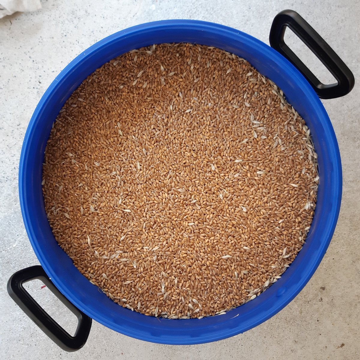 Impulsion_Orbe's tweet photo. 100 kg de blé de #baulmes un pas de plus vers une #bière 100% canton de #vaud. https://t.co/c4LmsLKNma