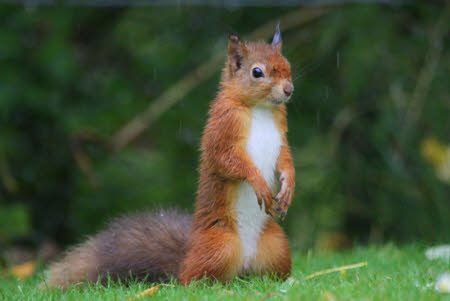 nationaltrust's tweet photo. You think you’re relieved to see the rain? At least you’ve not had to spend the past few weeks in a fur coat. #rain https://t.co/wV6ScvT6ji
