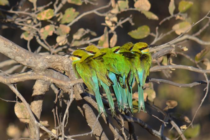 🐦💚 #petsitting #souvenirdegarde