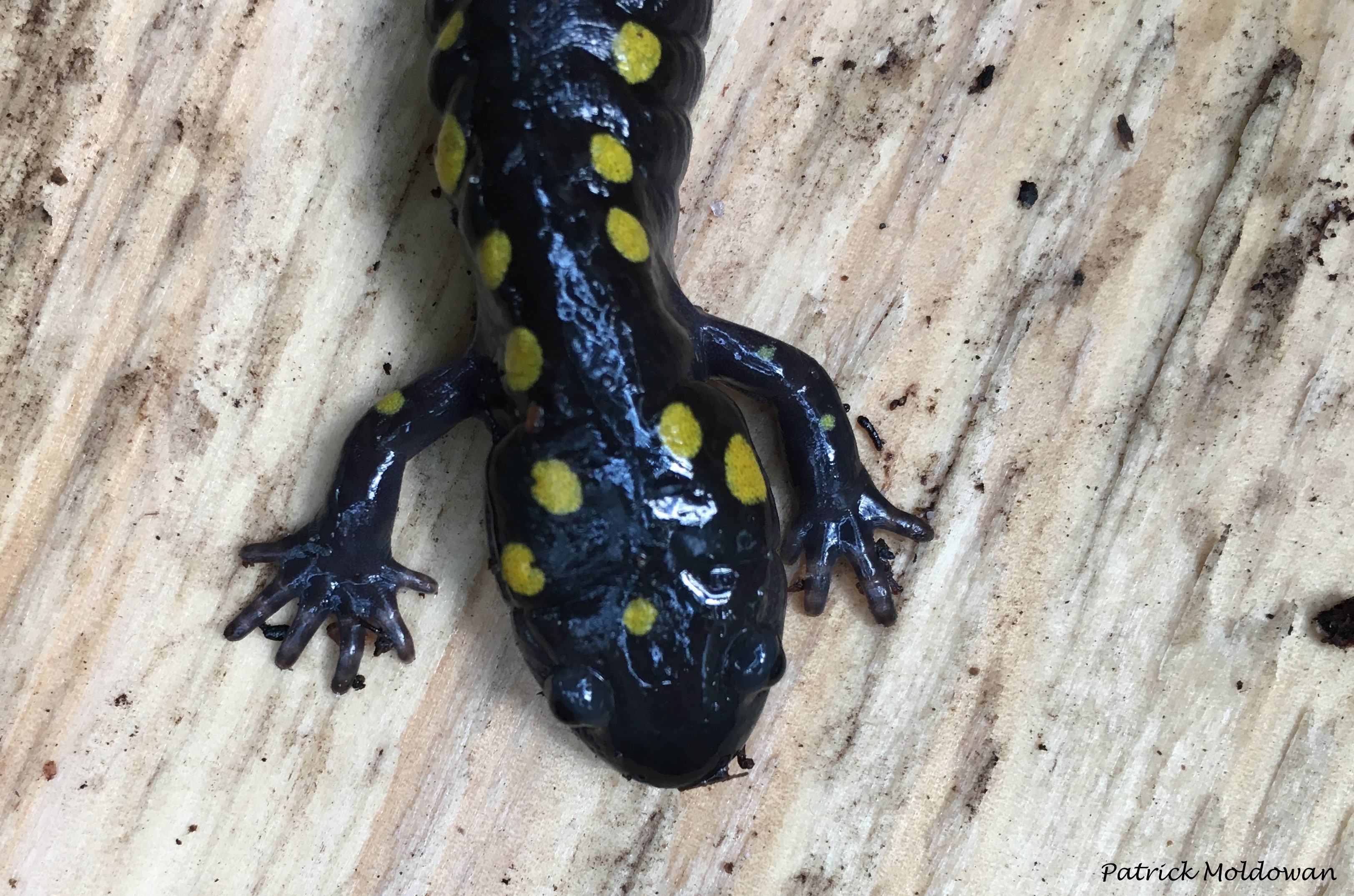 Algonquin Wildlife Research Station on Twitter: "Most common deformity