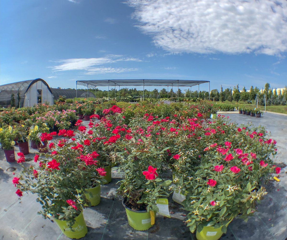 CreativeLNK's tweet photo. Rows of rose https://t.co/1B4YJ4Lm9U