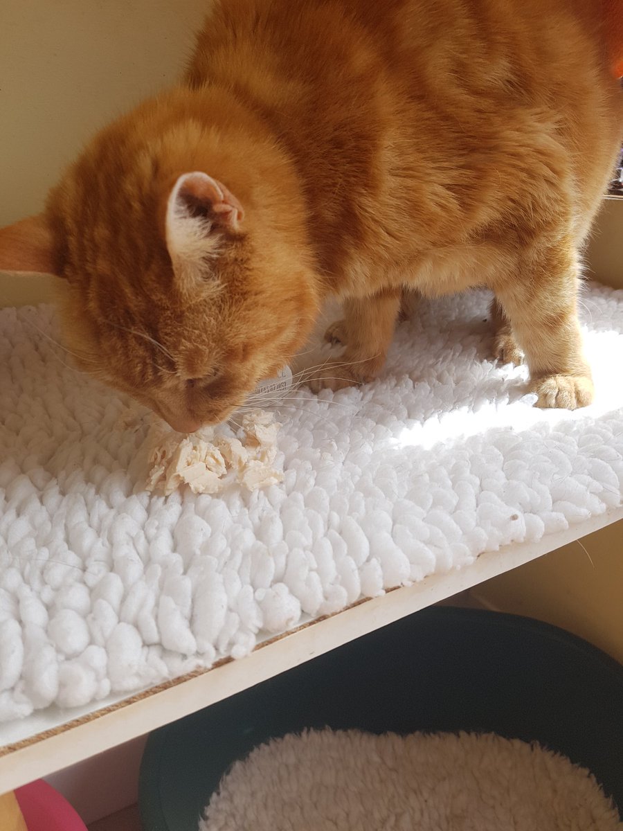ShropsCatRescue's tweet photo. #FridayFacts Today is apparently Sparkle's birthday. Here he is enjoying #fridaychicken. He sends wishes &amp; thanks to all our supporters🐾🐾😻😻 @sleepycat65 @suziemarine @OMissyAngel @Eleanore87 @KEliza153 @lizverrall @violetfenn @snoopysue71 @ButtonburyCraft @Lorrainecfletch 🎂 https://t.co/EcMlpMd8gd
