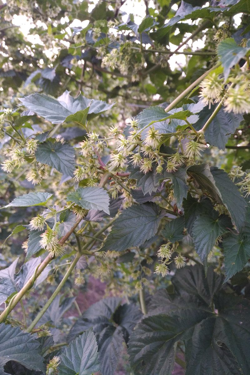 These #rakau #onthops are starting to fill out with burrs.  Be sure to stop by <a href="/Innocente_Brew/">Innocente Brewing Company</a> this fall to try out this years rakau wet Hop.