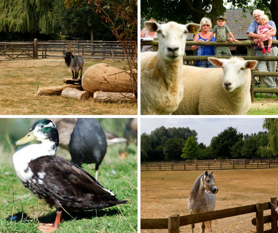 Millets Farm Centre on Twitter: "Make sure you come and say hello to our lovely animals next time you visit! Duck food is available to purchase in the Farm Shop. 🦆 #Oxfordshire