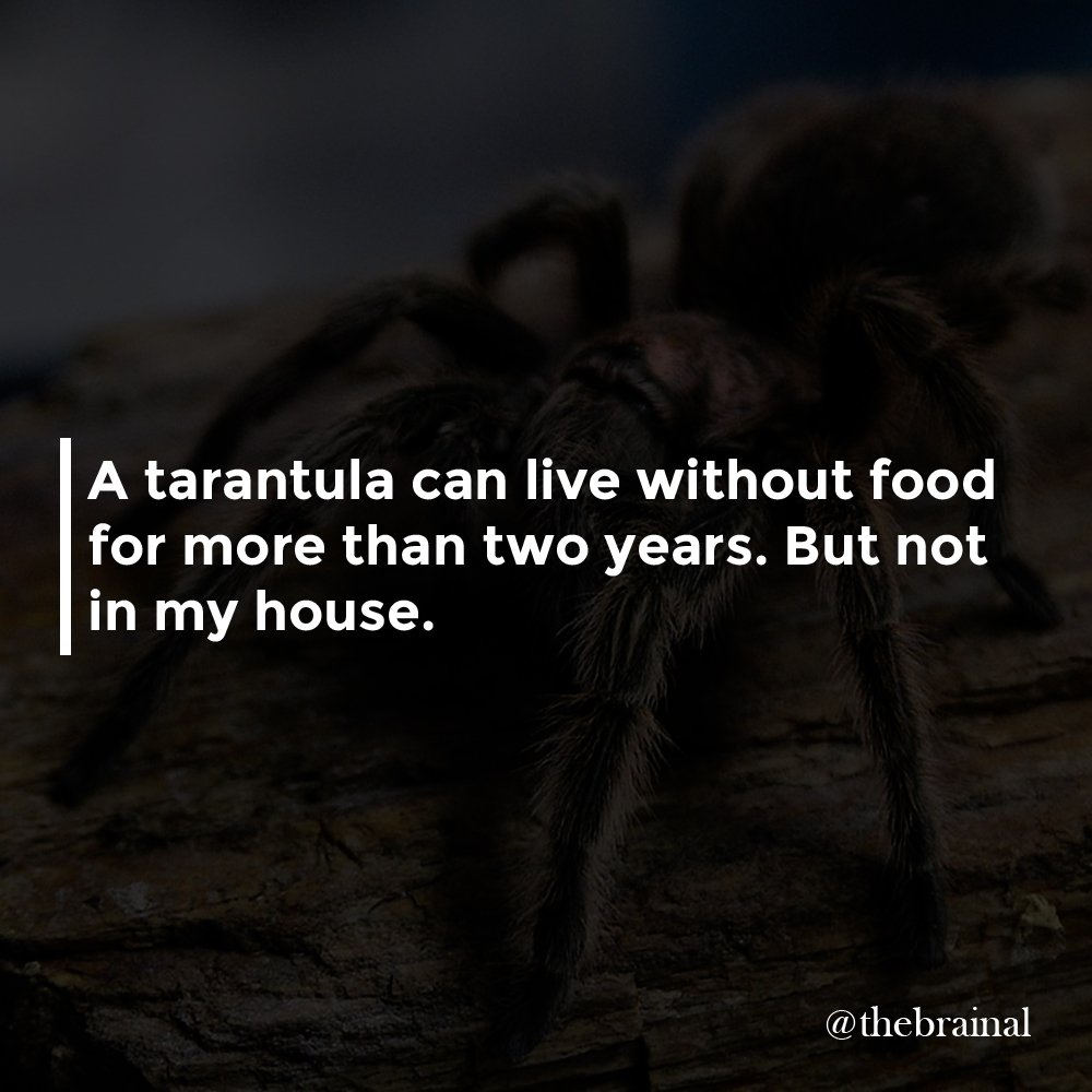 thebrainal's tweet photo. A #tarantula can live without #food for more than two years.

#spider #arachnid #spiderfact #arachnidfact https://t.co/kdOtT89Phg