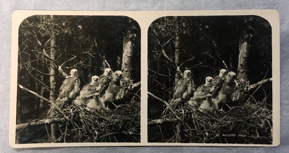 HSMOxford's tweet photo. Winging in as Fave Find this week are these stereoscopic photographs of birds by Adolphe Burdet. The photos are black+white gelatine prints and have retained their crisp picture for over 100 years. They’re a real hoot! #mhsmoveteam #FindsFriday #mhsstores #ComeFlyWithMe #Burdet https://t.co/Poqc59SZZe