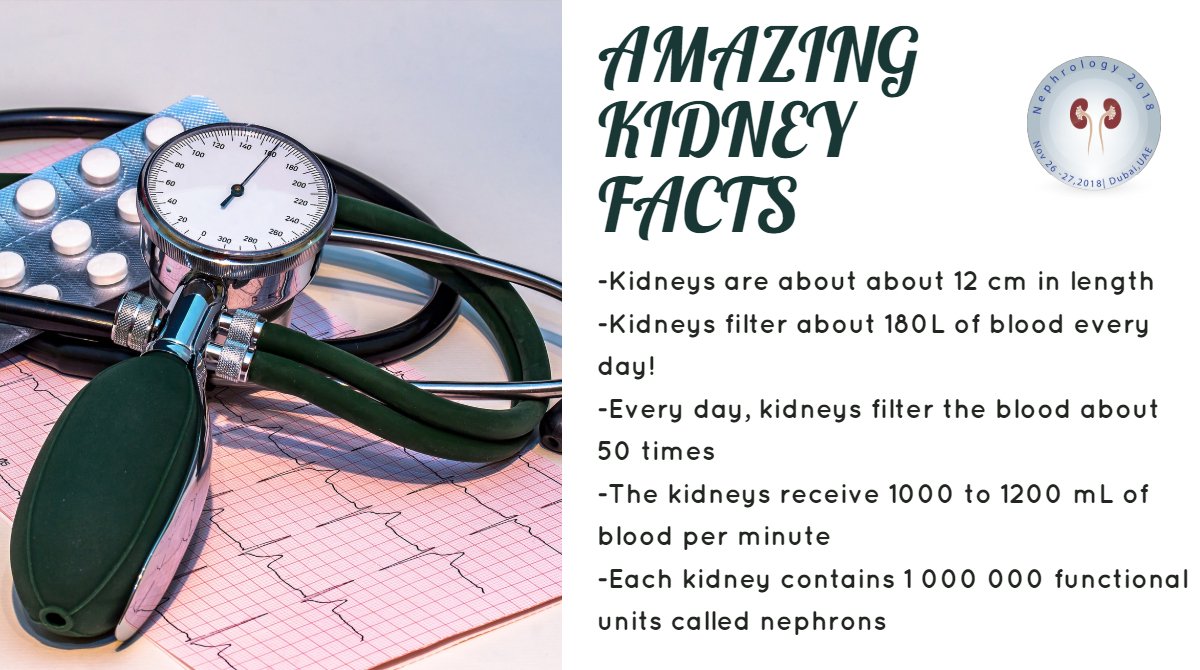 nephro2018's tweet photo. AMAZING KIDNEY FACTS!

To discuss more visit: https://t.co/9CESi50s4k 

#FridayFeelings #nephrology #nephrologyconference #Medicalevents #Dubai #UAE #November @nephro2018 @ITN2015  @FLNephrology @ISMMSKidney @UrologyofVA #friyay #FurnaceFriday #CarrFire #OITNB #BB20  #BloodMoon https://t.co/5MZOHW2Nq8
