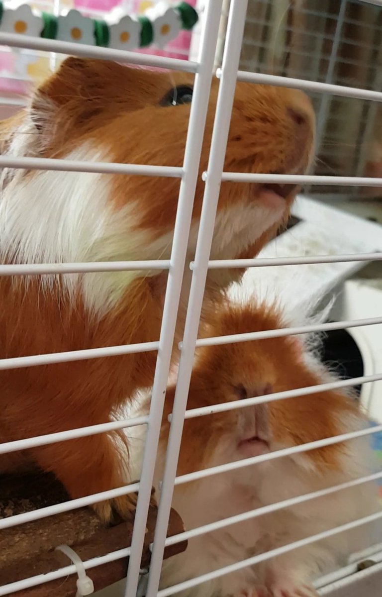 thepigposse's tweet photo. These faces 😍😍😍😍😍
#guineapig #cavy #thepigposse #BBTboys #TheTrotters #GingerDuo #PossePrincess https://t.co/PqGknCTQSc