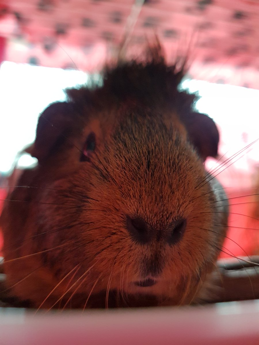 thepigposse's tweet photo. These faces 😍😍😍😍😍
#guineapig #cavy #thepigposse #BBTboys #TheTrotters #GingerDuo #PossePrincess https://t.co/PqGknCTQSc