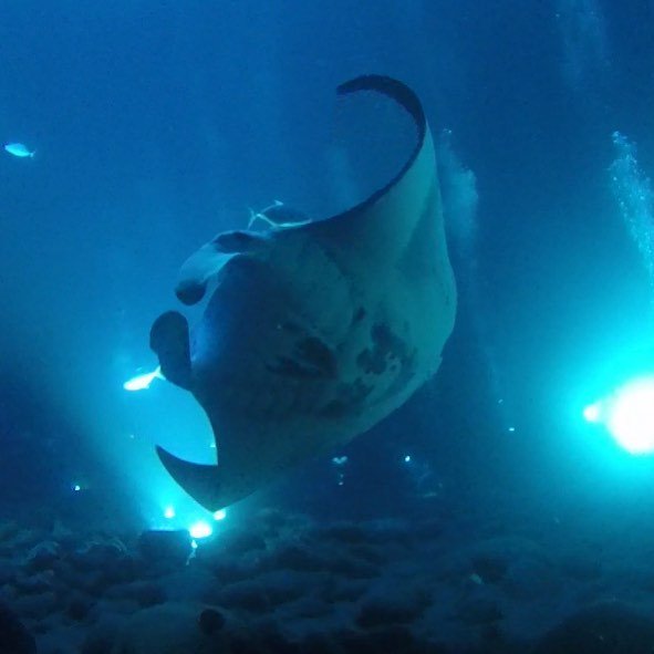 YouOverRotated's tweet image. Dive 2 - Manta Rays!!! ift.tt/2uPokej