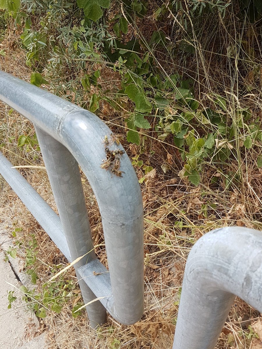 Strandpost60's tweet image. Pas op bij Duinopgang 29 #Breskens (thv @Roompot park en @HalveMaentje)! Er zitten diverse wespennest in de armleuningen.

Bestrijders zijn gebeld. Houd afstand. Gestoken? De EHBOpost bevind zich aan de strandzijde van de opgang.