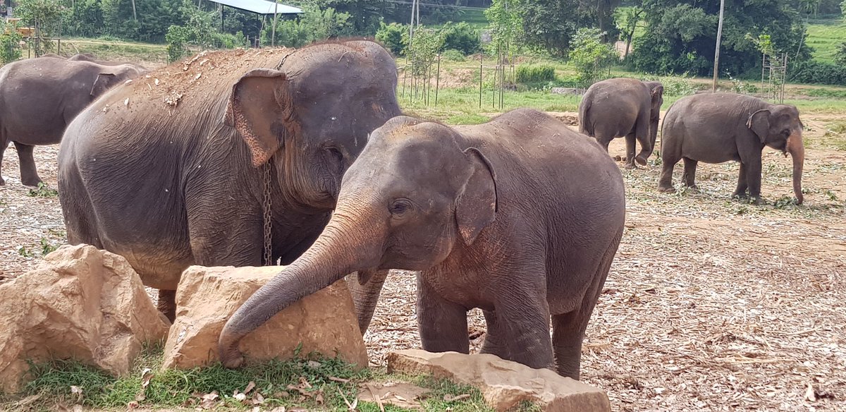 MarcouSophie's tweet photo. We saw lots of elephants. And we fed them. One of my highlights <3 https://t.co/hjspugwPYw