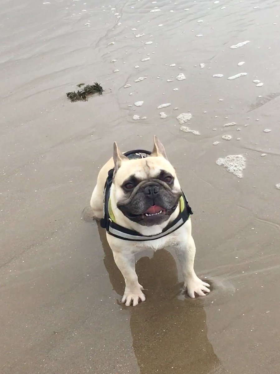 Don’t think I’ve ever been so happy to see a bit of rain and clouds☔️Never seen stitch so excited #HappyStitch #FirstDayWalkForAMonth #BeachSprints