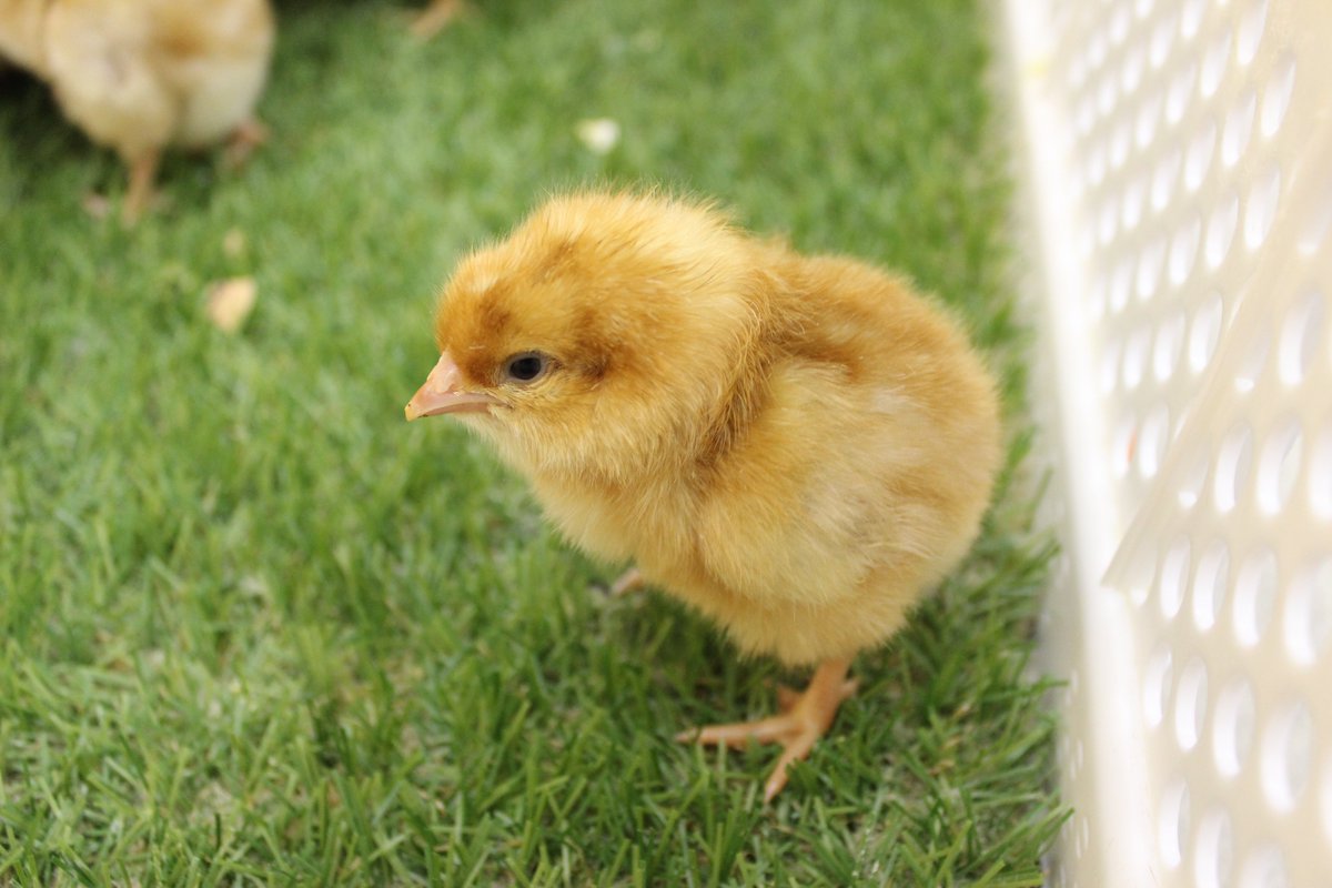 This is why we do it: prevent these fluffy guys from being discarded because they can't lay eggs. At <a href="/in_ovo/">In Ovo</a> we're developing a solution that works. To speed this up, we're looking for a #hightech #engineer to join our team. Know one? Share this #vacancy! leidenbiosciencepark.nl/careers-educat…