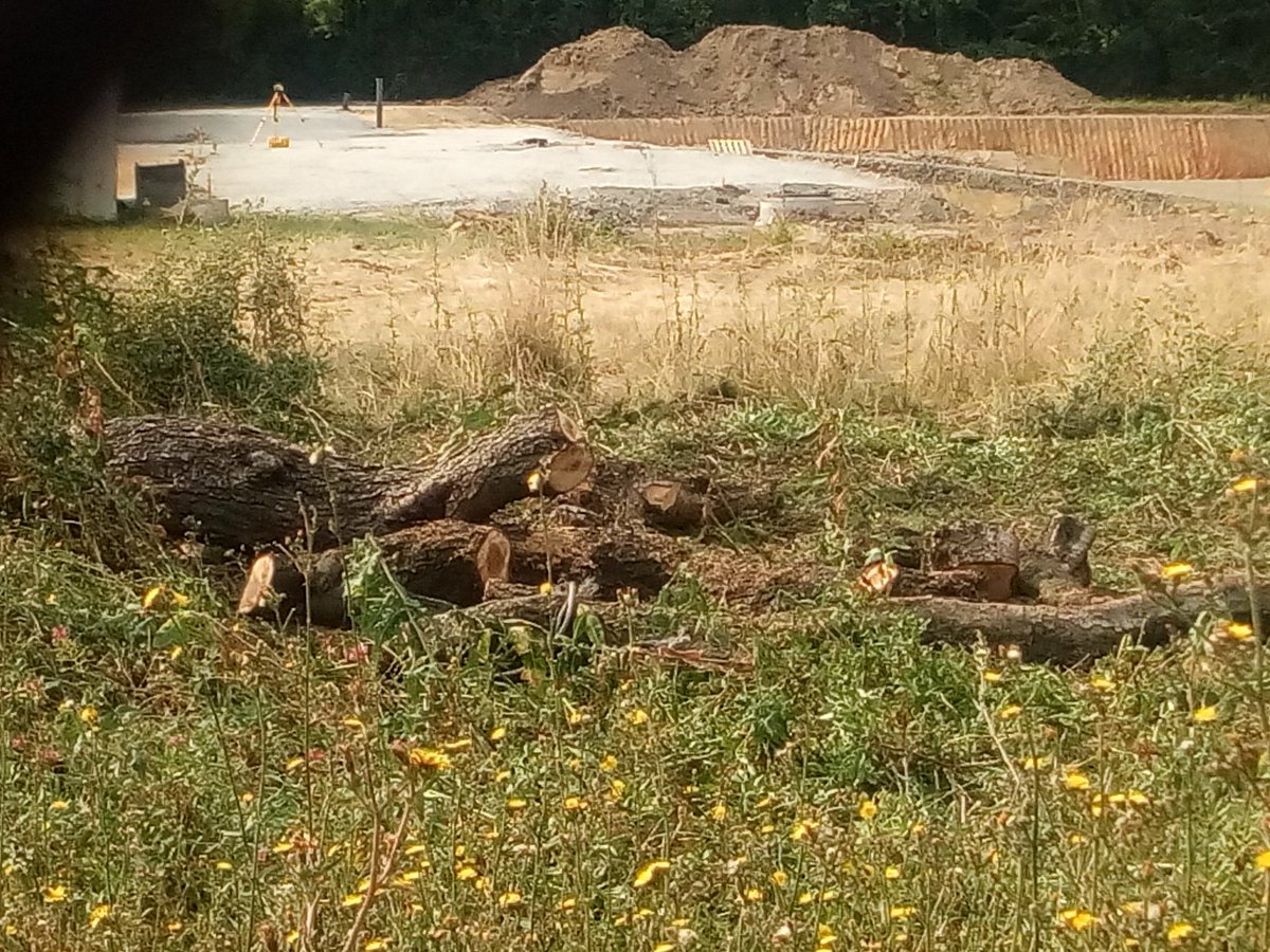 v_lebourgeois's tweet photo. Correctif : les troncs du cèdre ne vont pas passer à la broyeuse. Ils partiront en bois d'oeuvre. Y a pas de petit profit 😤 #NousneCedreonspas 
Donc on veut la souche pour la dater. Demande simple Svp @ChristopheBechu @jra_auto cc @A_ARBRES @21Pasco @Le_Museum https://t.co/3lrna7vGVb