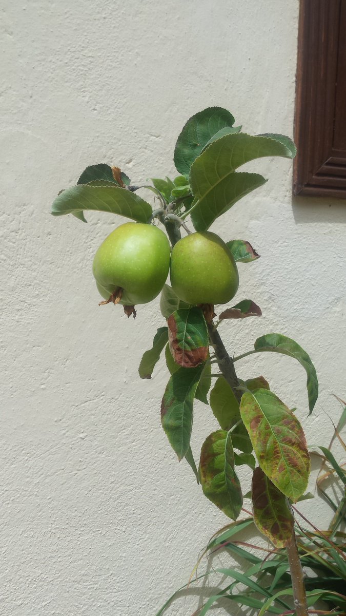anaxaparicio's tweet photo. Did you know you can collect #bananas , #Avocados, #Tomatoes,#Apples, #peppers and medicinal herbs in our Resort? Come and find out for yourself #RoyalSunsetbeachClub #DPerfectServices #organicfood #TenerifeSur #FridayFeeling #DRITechSavvy #DiamondResorts #DiamondOrganic https://t.co/t1gEWjLURY