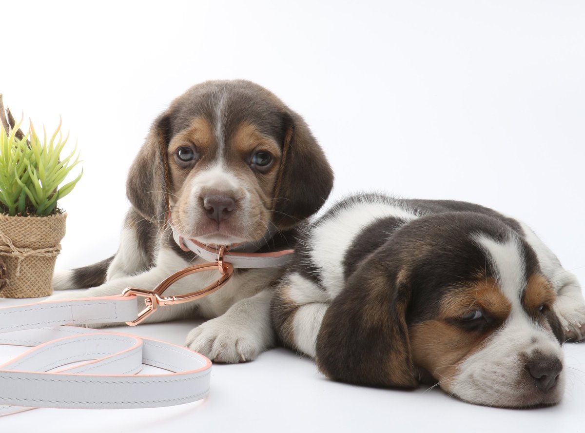 Are Beagle Puppies Hyper