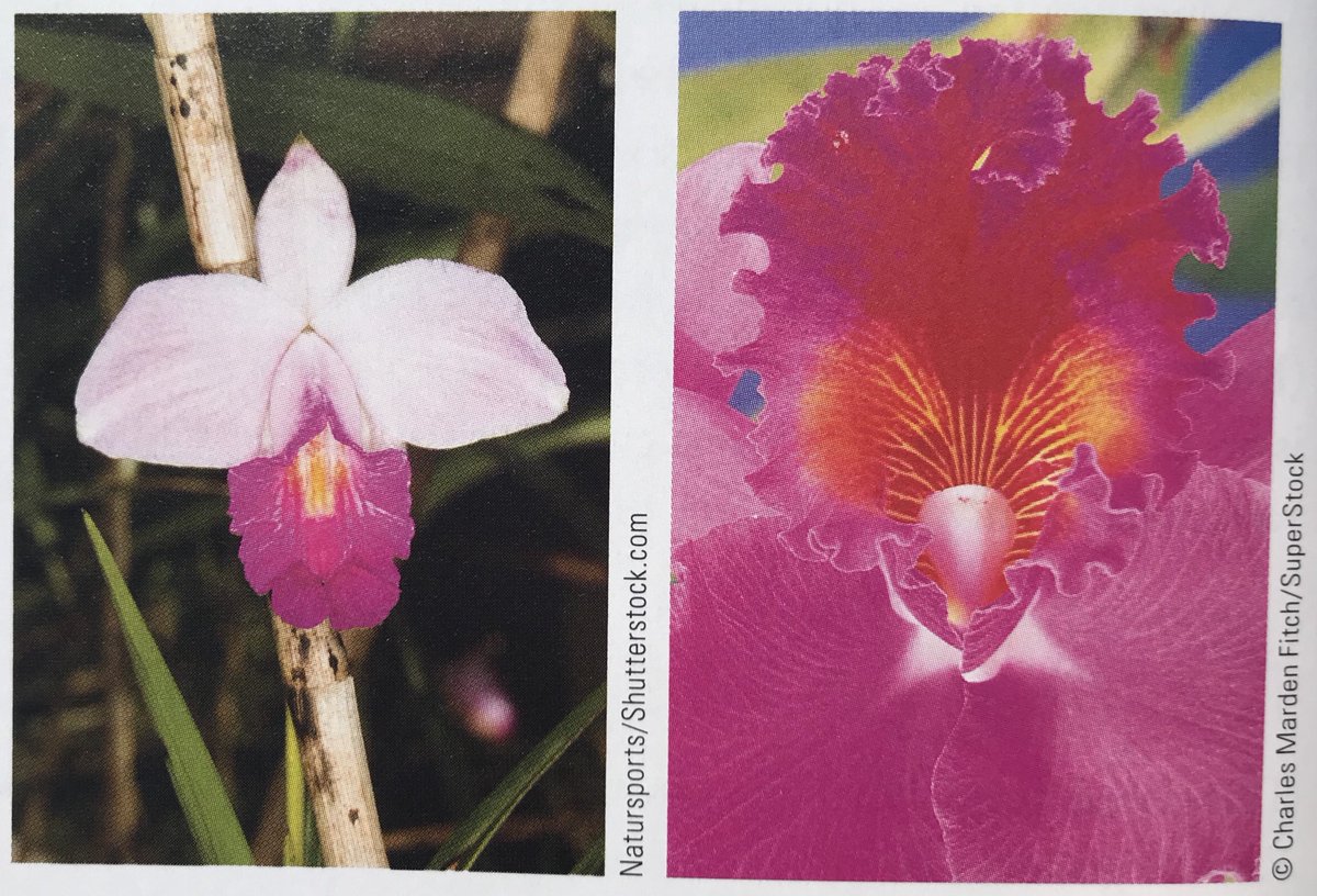 TheSquishyLady's tweet image. Fun Fact Friday: Female external genitalia has many variations in color and in shape! Embrace your uniqueness, your flower doesn't have to look like hers! #squishytalk.