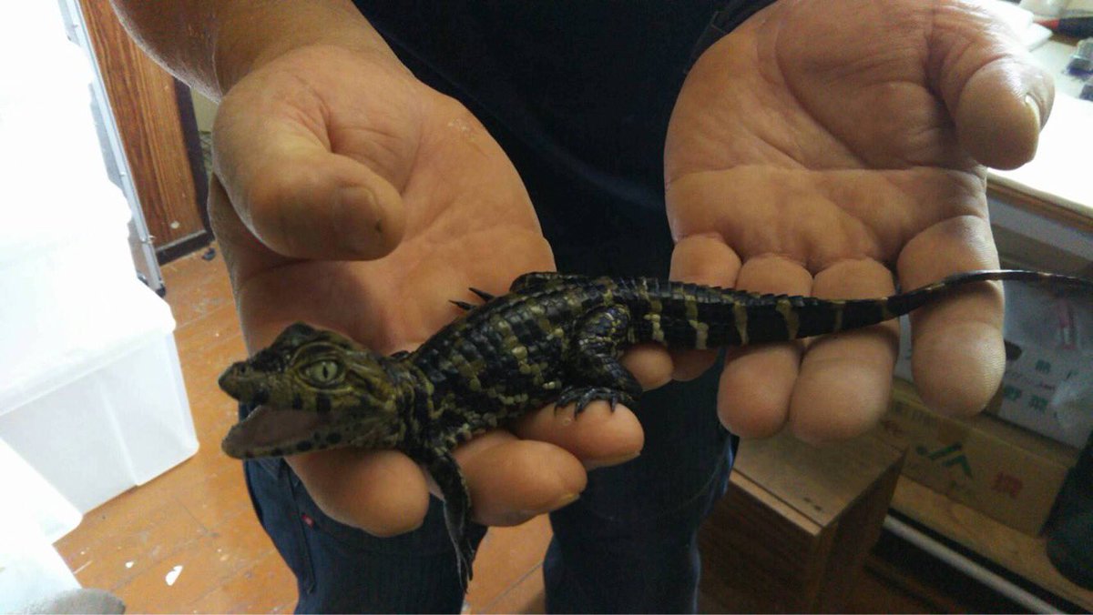 熱川バナナワニ園 Ar Twitter 嬉しいニュースがありました 7月24日にクチヒロカイマンの赤ちゃんが誕生しました 現在8頭誕生しており みんな元気です ワニの赤ちゃんはどの子もとても愛らしいです バナナワニ園 バナナワニ ワニ 赤ちゃん