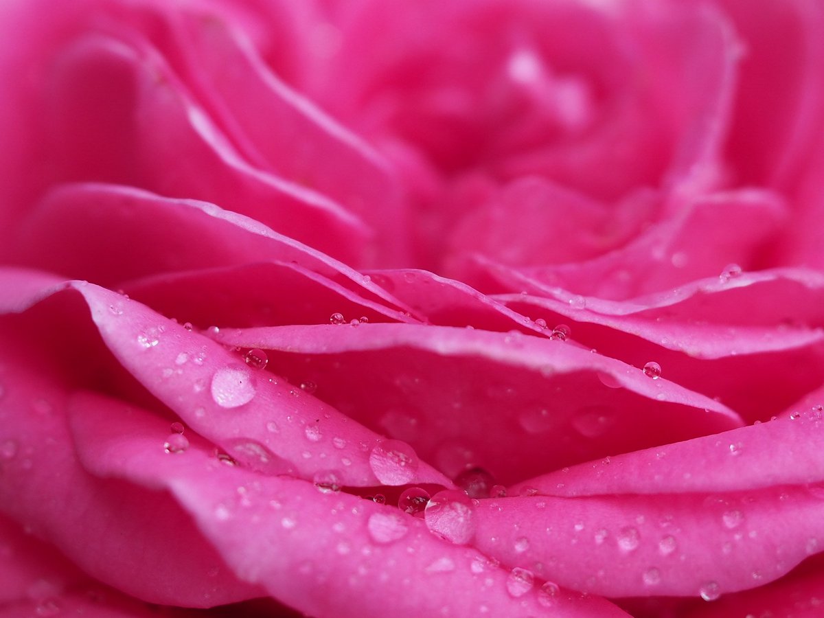 implausibleblog's tweet photo. #RaindropsOnRoses :)
The heavens opened up, rain fell, and my roses have had their thirst quenched :D
#ClaireMarshall #Rose #Lilac #lMauve #DoubleBloom #Fragrant
For days I've been using the expandable #Superhoze from @Hozelock Today it sat retracted as nature took over :) https://t.co/1ImhtylnsZ