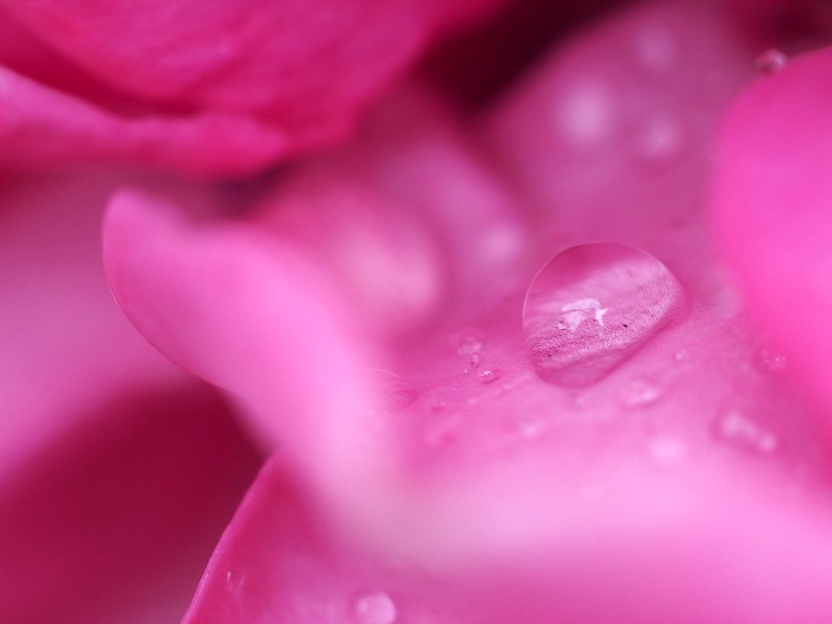 implausibleblog's tweet photo. #RaindropsOnRoses :)
The heavens opened up, rain fell, and my roses have had their thirst quenched :D
#ClaireMarshall #Rose #Lilac #lMauve #DoubleBloom #Fragrant
For days I've been using the expandable #Superhoze from @Hozelock Today it sat retracted as nature took over :) https://t.co/1ImhtylnsZ