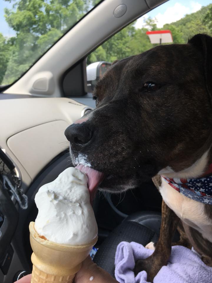 HuntingdonCtyHS's tweet photo. Rocky went on an adventure to help raise funds for HCHS and enjoyed a delicious treat from @DairyQueen as a reward. #FunFriday #FurryTails #AdoptDontShop #Pitbulls https://t.co/l7SiYXFph9