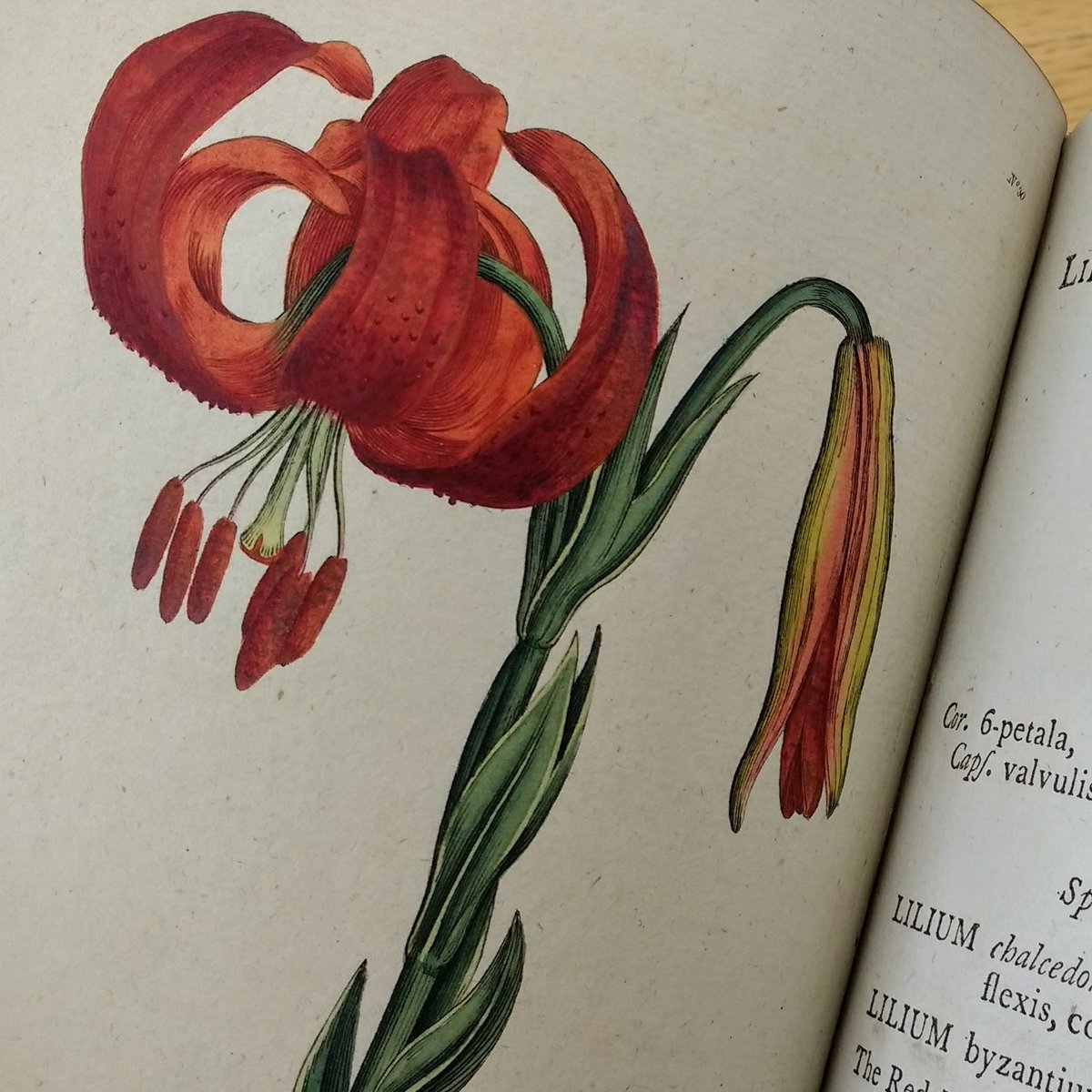 MUSpecColl's tweet photo. Feeling a bit droopy? Cheer up, it's #FloralFriday! Curtis' Botanical Magazine can brighten up any day.

https://t.co/1Cfy1yN7DD https://t.co/AajtugN236