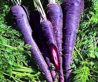 NguyenNutrition's tweet photo. The most popular carrots used to be purple 🥕 #FunFactFriday #BringBackPurpleCarrots https://t.co/2PGoYr93fO