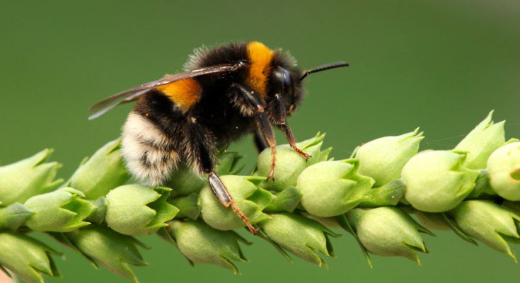 Hivealive Hivealivebees Twitter Hivealive Hivealivebees Twitter