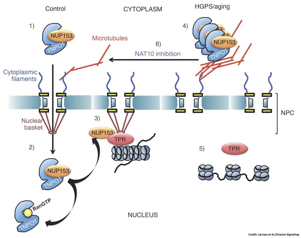 scisignal's tweet photo. Targeting NAT10 restores proper #NuclearImport in cells from HGPS patients @GurdonInstitute @CamCellMolBio #MechanismMatters https://t.co/oBymP03I1i https://t.co/EVEaVgp2Br