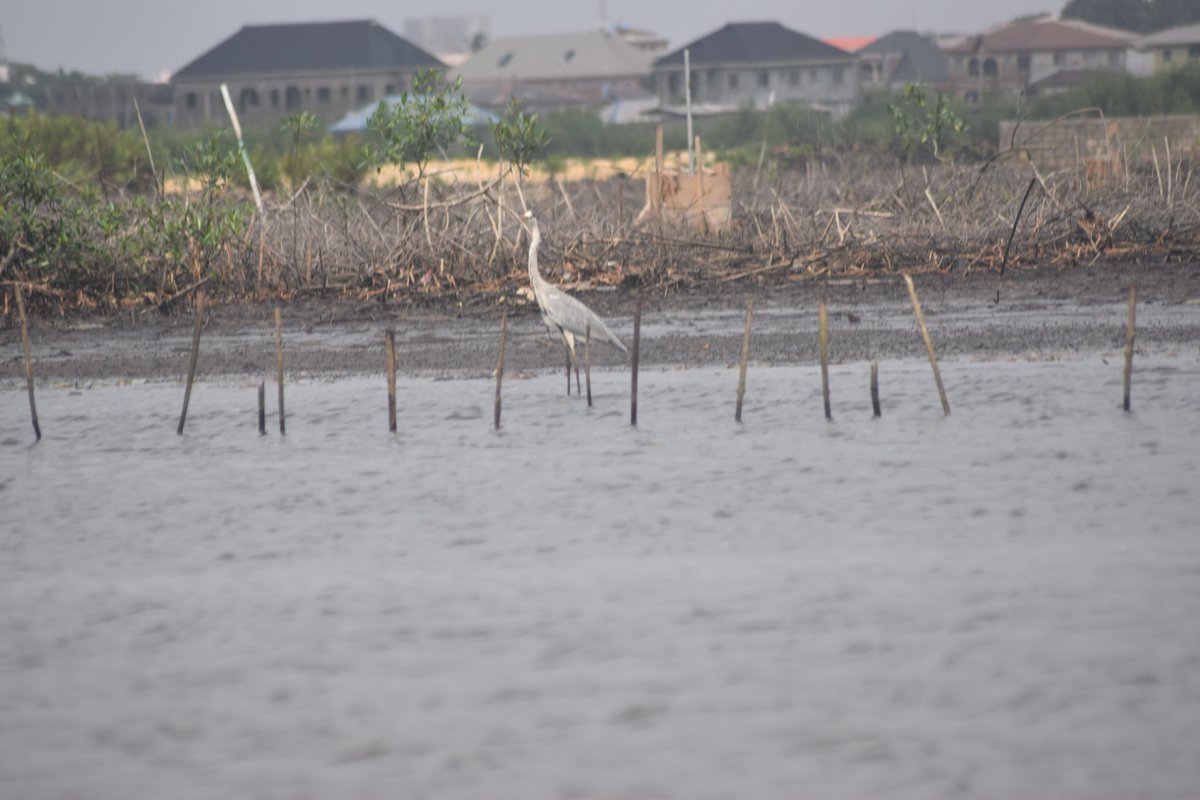 NatureSolomon's tweet photo. @ncfnigeria @MangroveExpo @LufasiPark @NCFEDUCATION @ede_dafinone @ACTFoundation_ @FMEnvng @moelagos @LASPARKLagos @aploritwit1 @environewsng @rainbowfm941 @ICEEDNIGERIA @Mangroves @ojay_78 @unep_aewa @BonnConvention @MangroveProject @LaureBeaufils @dw_environment @IUCN_Mangrove Threats as #MangroveConversion, #FirewoodCollection, #SandDredging are putting these waterbirds- #GreyHeron at #risk and we can only reduce this risk by reducing this #threat through #sustainablecoastalresourcemanagement
#WorldMangroveDay #MagroveConservationDay https://t.co/bVwQclhLaA
