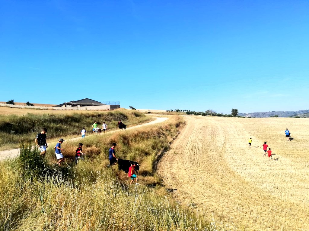 actsaleri2's tweet photo. Bonita mañana la que hemos pasado en el encierro por el campo infantil de la Semana Cultural de Romanones ¡Cómo hemos disfrutado! https://t.co/Ih8VPpsShd