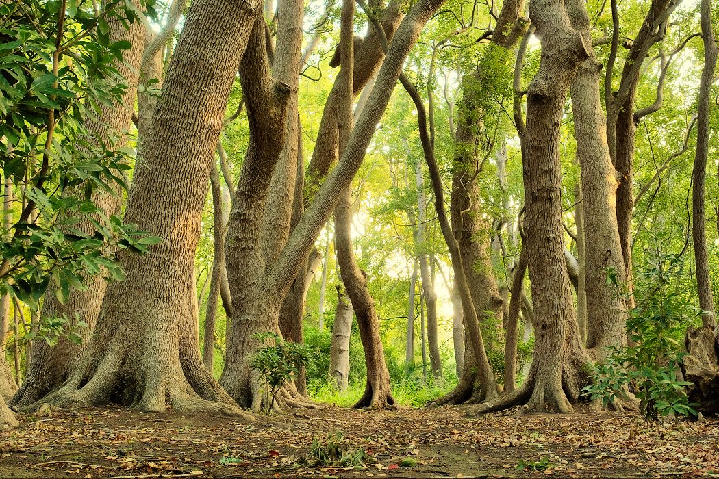 💼Estas #vacaciones, cuida los bosques y los árboles  🎄🌳🌴🌱🌳

De ellos depende el suministro de agua del 76% de la población mundial.🚿🌍

🧐10 cosas que deberías saber sobre los #bosques 👉🏼  buff.ly/2K2OX4u