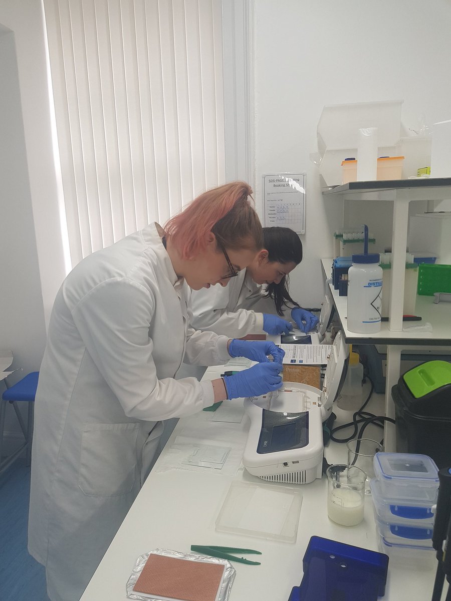 M_Cordingley's tweet image. Well done @_doe_a_deer  and Christine for completing the lab work for your dissertation project. You are Western blot pros now!  #iblot2 #cellsignalling
