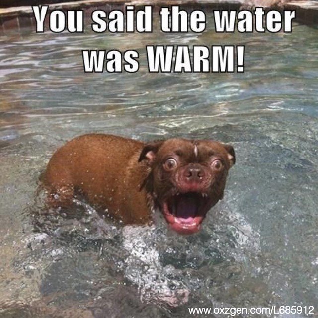 Shiiva_CBD's tweet photo. Hope this brightens your day and a great start to your weekend. #happyfriday #dogs #pets #fun #weekend #stonergirl #positivevibes #cbd #family #friends #love #funny #summer #doit #swimming https://t.co/FvfTVfkrhN
