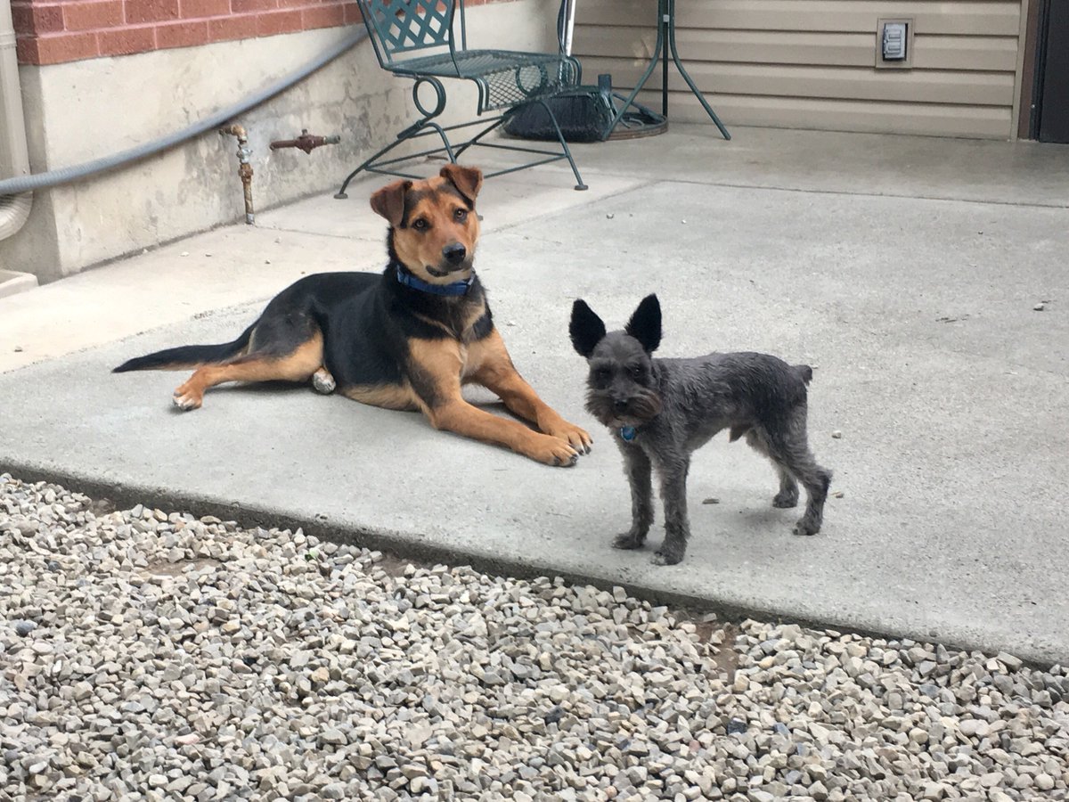 saltydogtrainer's tweet photo. Rocky and Jack!!! #mutt #minischnauzer #dog #slc #utah #utahdogtraining https://t.co/Kms5aUd5gB