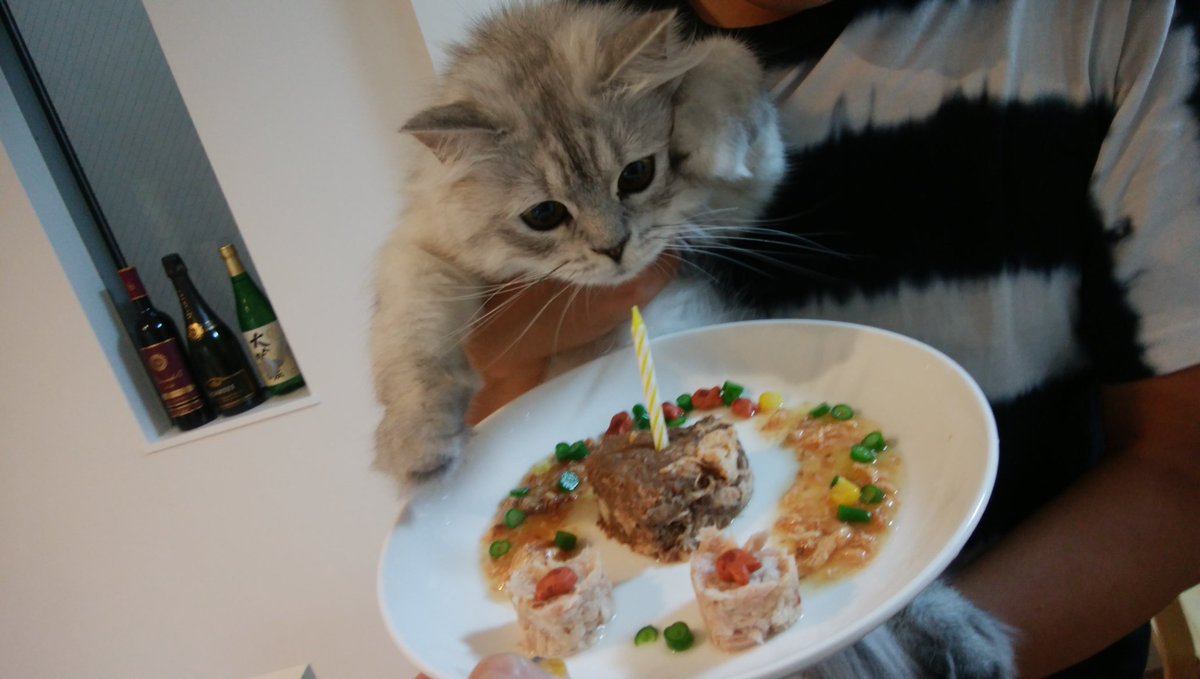 Officeai Na Twitteru 我が社のアイドル ラテさんの1才の誕生日 手作りケーキを一気に食べました ちゅーる チンチラシルバー 猫ケーキ 猫好きさんと繋がりたい