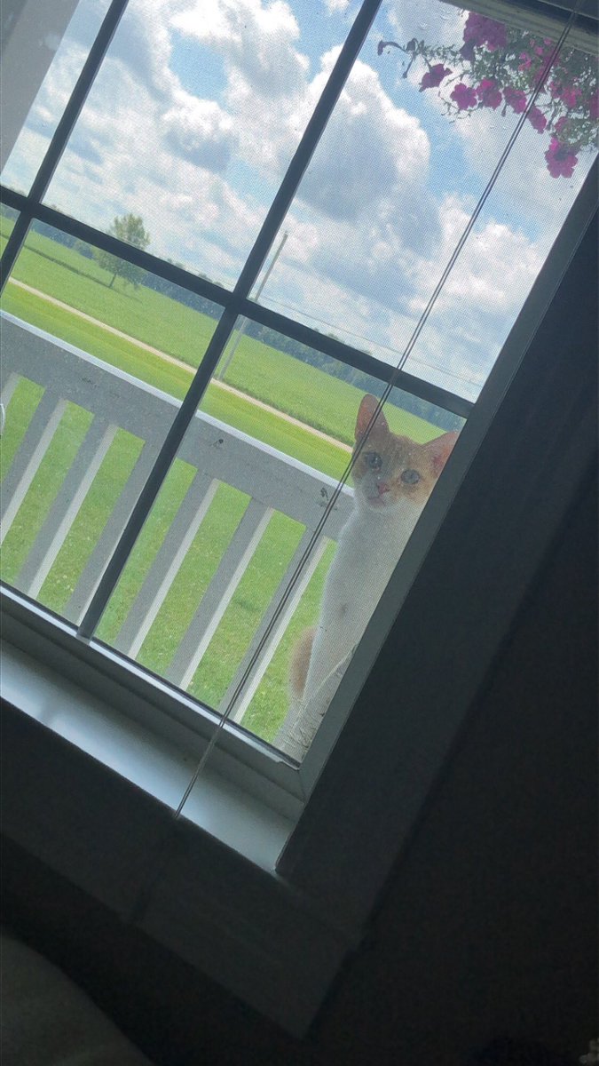 CookLisa7's tweet image. Let me in!!!🐱☀️😂