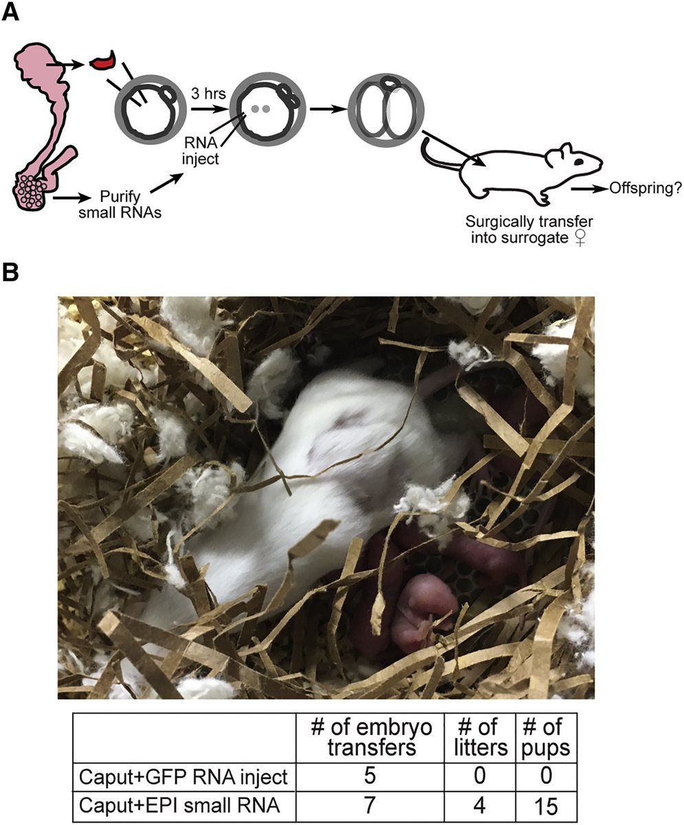 #ChromatinHaiku preprint now at <a href="/Dev_Cell/">Developmental Cell</a>

Embryos require 
Some small RNAs acquired 
During sperm transit

cell.com/developmental-…
x.com/ChromatinHaiku…