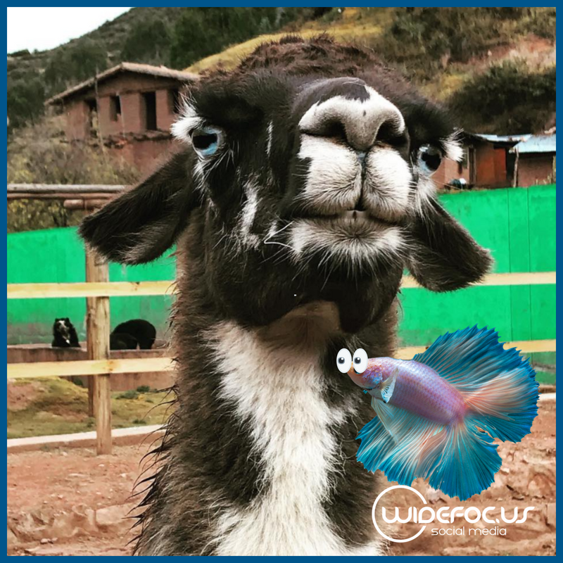 WideFocusCo's tweet photo. Hint #6: Home to ⅔ of the world’s alpacas, Pluto is having an amazing time. #WhereisPluto https://t.co/jibHQUwh3J