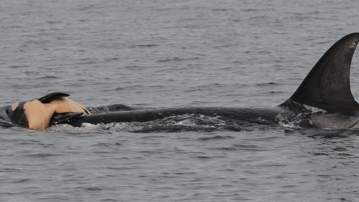 Orca grieves death of her newborn calf by pushing its body for days bit.ly/2LFkDS2?utm_so… https://t.co/4voE7Z1iHj