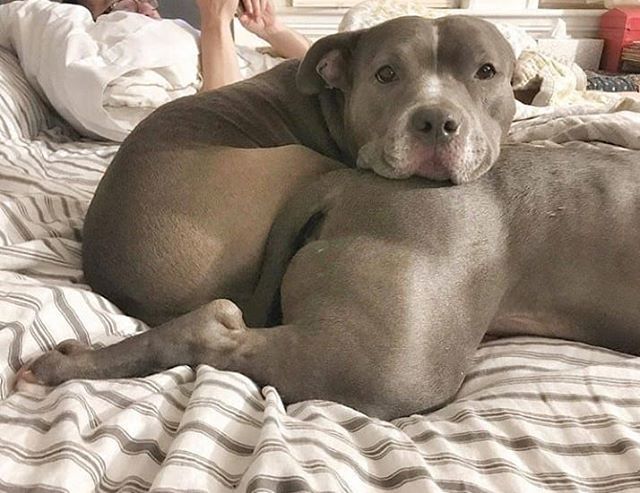 Caption this pic👇
Credit: @mytwohippos *
*
*
*
*
#pitbullvixens #pitbullgram #pitbullrescue #pitbullofinstagram 
#pitbullpuppies #pitbullproblems 
#pitbullsarelove